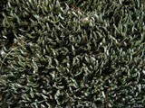 Cetradonia linearis image