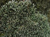 Cetradonia linearis image