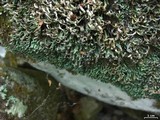 Cetradonia linearis image