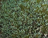 Cetradonia linearis image
