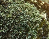 Cetradonia linearis image