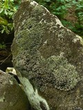 Cetradonia linearis image