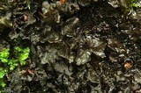 Peltigera hydrothyria image
