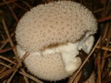 Lycoperdon echinatum image