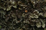 Peltigera hydrothyria image