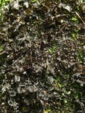 Peltigera hydrothyria image