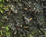 Peltigera hydrothyria image