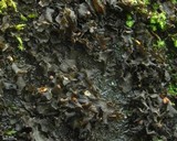 Peltigera hydrothyria image