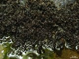Peltigera hydrothyria image