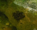 Peltigera hydrothyria image