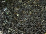 Peltigera hydrothyria image