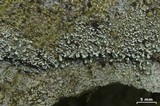 Stereocaulon pileatum image