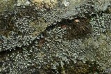 Stereocaulon pileatum image