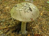 Amanita borealisorora image