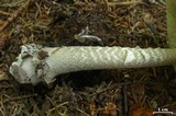 Amanita borealisorora image