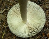 Amanita borealisorora image