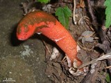 Mutinus elegans image