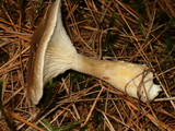 Ampulloclitocybe clavipes image