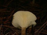 Ampulloclitocybe clavipes image