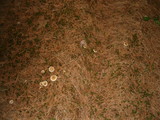 Ampulloclitocybe clavipes image