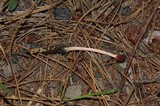 Ophiocordyceps gracilioides image