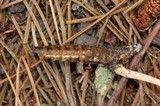 Ophiocordyceps gracilioides image