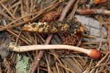 Ophiocordyceps gracilioides image