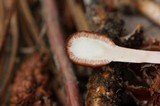 Ophiocordyceps gracilioides image