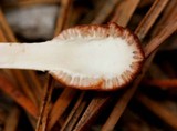 Ophiocordyceps gracilioides image