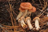 Lactarius vinaceorufescens image