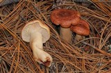 Lactarius vinaceorufescens image