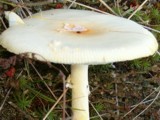 Amanita amerimuscaria image