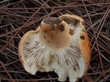 Lactarius volemus image