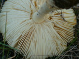 Amanita amerimuscaria image