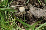 Panaeolus cyanescens image
