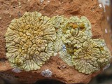 Caloplaca saxicola image