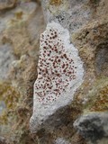 Caloplaca crenularia image