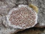 Caloplaca crenularia image