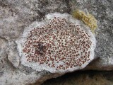 Caloplaca crenularia image