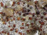 Caloplaca crenularia image