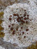 Caloplaca crenularia image