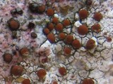 Caloplaca crenularia image