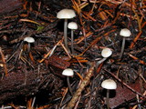 Mycena clavicularis image