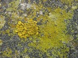 Caloplaca citrina image