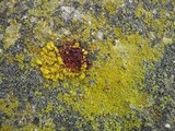 Caloplaca citrina image