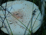 Amanita amerimuscaria image