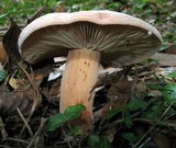 Lactarius corrugis image