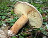 Lactarius corrugis image