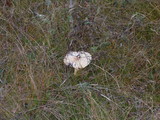 Amanita amerimuscaria image