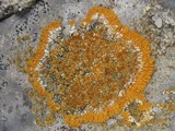Caloplaca flavescens image